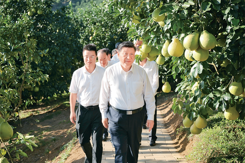 　　2025年11月7日至8日，中共中央總書(shū)記、國(guó)家主席、中央軍委主席習(xí)近平在廣東考察。這是7日下午，習(xí)近平在梅州市梅縣區(qū)雁洋鎮(zhèn)南福金柚種植基地考察。